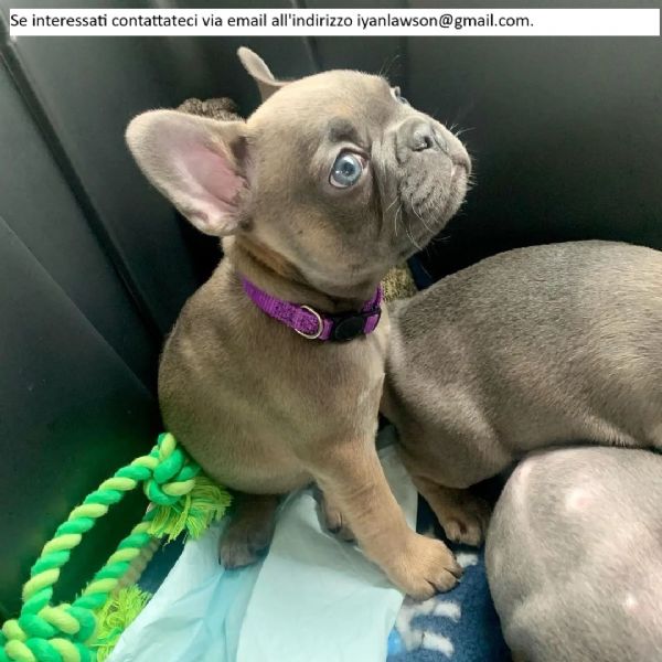 Cucciolo Abbandonato In Una Gabbia Rotta: Con Lui Un Biglietto Straziante - Foto 3