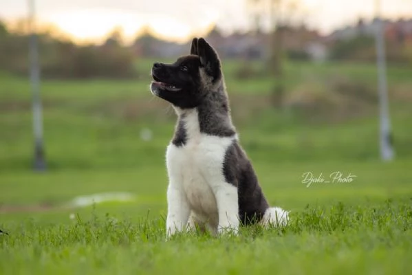 Cuccioli di American Akita | Foto 6