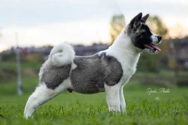 Cuccioli di American Akita | Foto 5