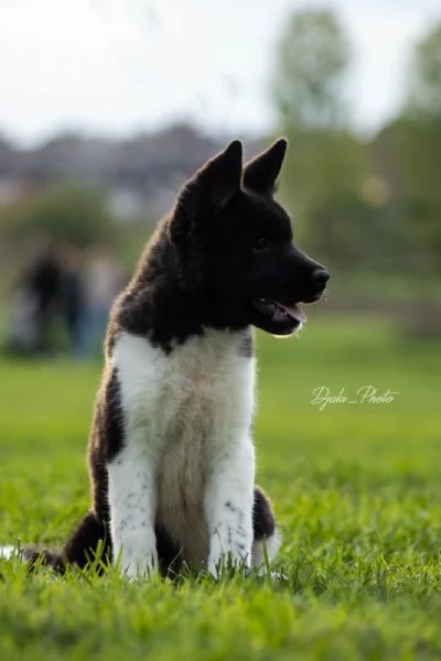 Cuccioli di American Akita | Foto 3