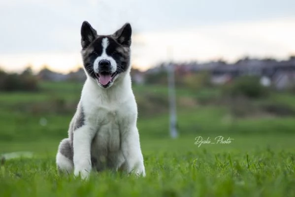Cuccioli di American Akita | Foto 2