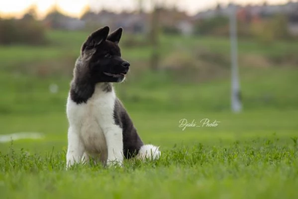 Cuccioli di American Akita | Foto 1