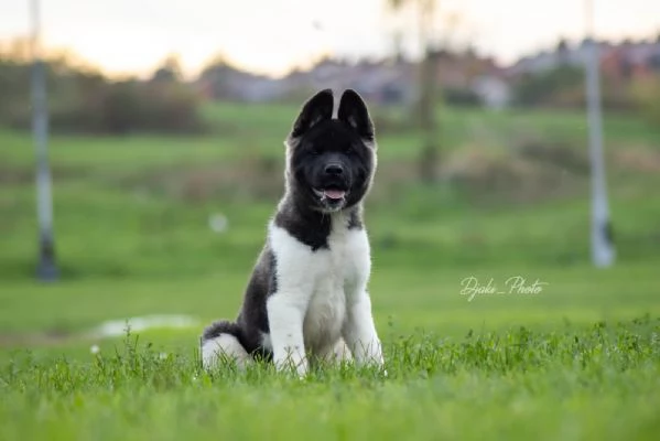 Cuccioli di American Akita