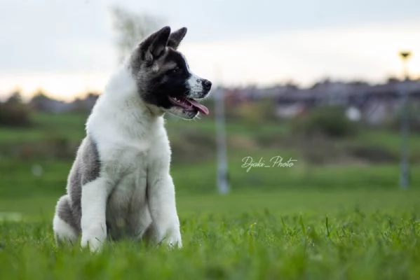 Cuccioli di American Akita | Foto 0