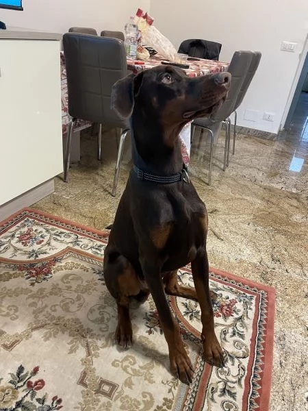 Cucciolo di dobermann 