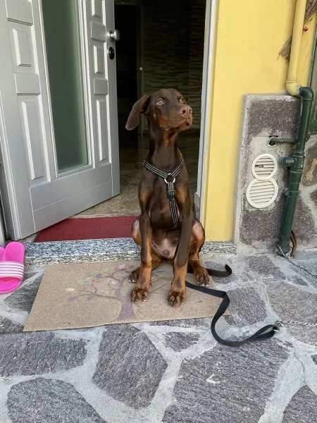 Cucciolo di dobermann  | Foto 7