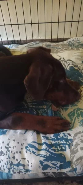 Cucciolo di dobermann  | Foto 6