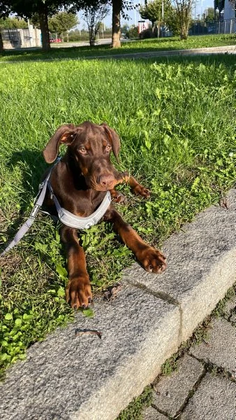 Cucciolo di dobermann  | Foto 5