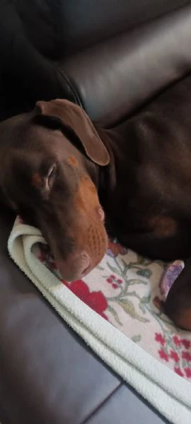 Cucciolo di dobermann  | Foto 4