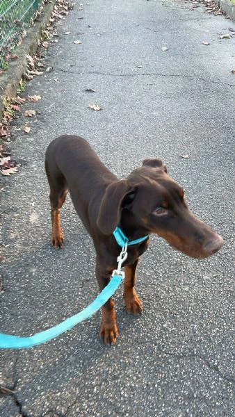 Cucciolo di dobermann  | Foto 3