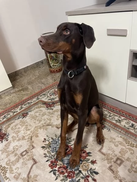 Cucciolo di dobermann  | Foto 2