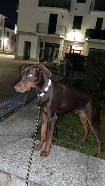 Cucciolo di dobermann  | Foto 1