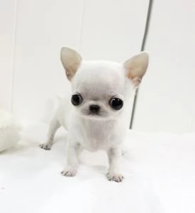 Cuccioli di chihuahua maschi e femmine   