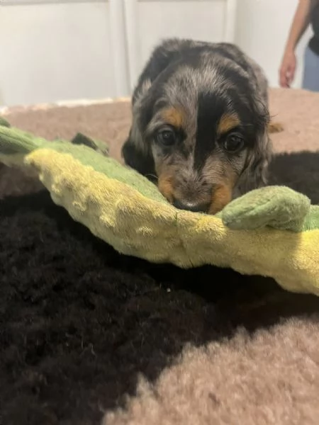 Bassotti a pelo lungo | Foto 1