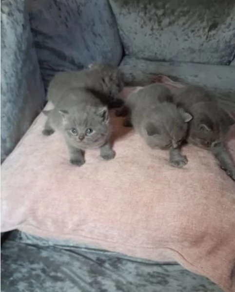 adorabili gattini in adozione | Foto 0