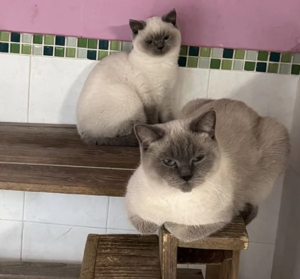 Disponibili tenerissimi scottish con pedigree  | Foto 1