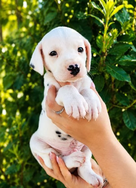 Meraviglioso cucciolo di dalmata con pedigree  | Foto 0