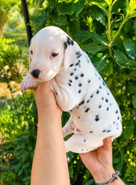 Meraviglioso cucciolo di dalmata con pedigree 