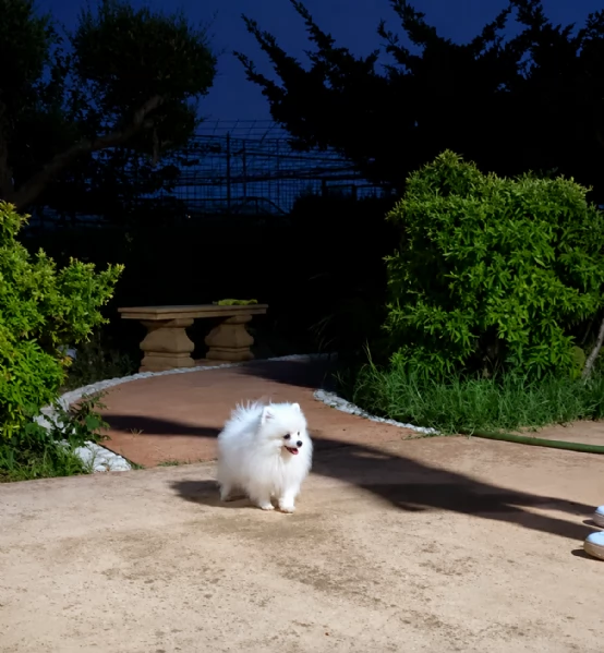 Disponibile maschietto di Pomerania con pedigree  | Foto 0