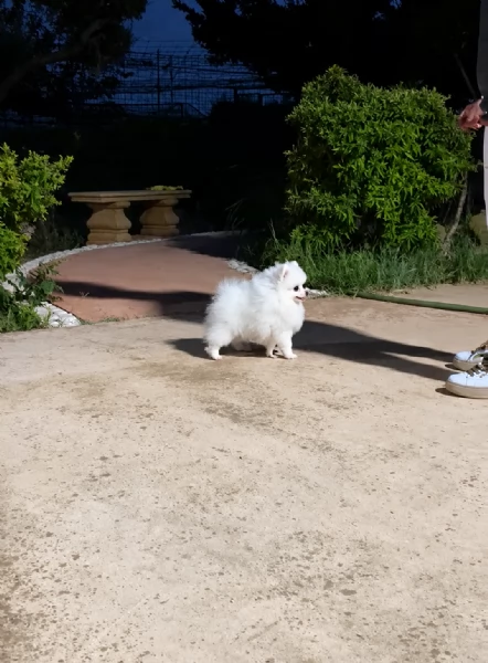 Disponibile maschietto di Pomerania con pedigree 