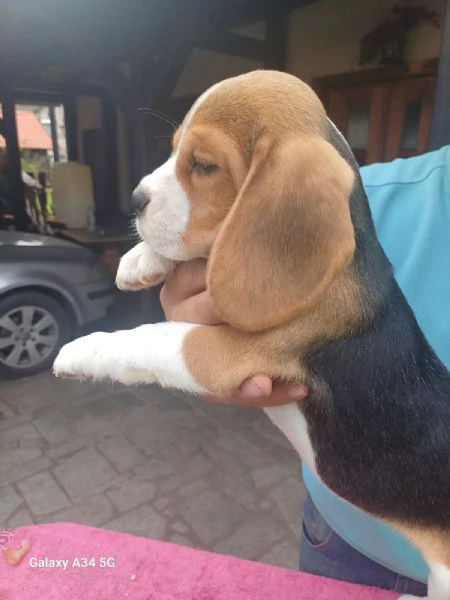 Beagle Cuccioli 
