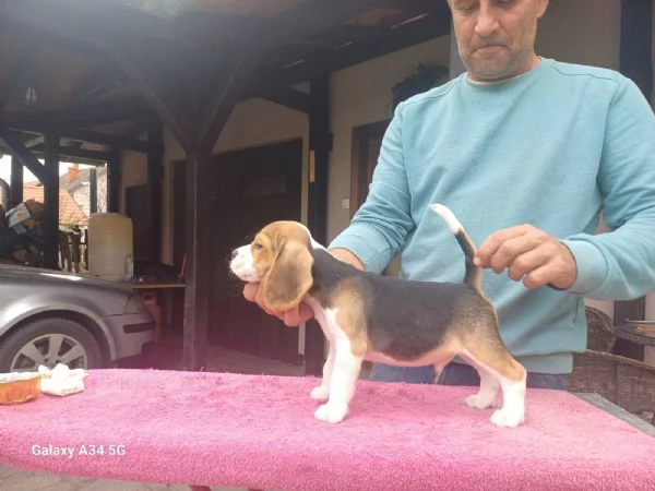 Beagle Cuccioli  | Foto 5
