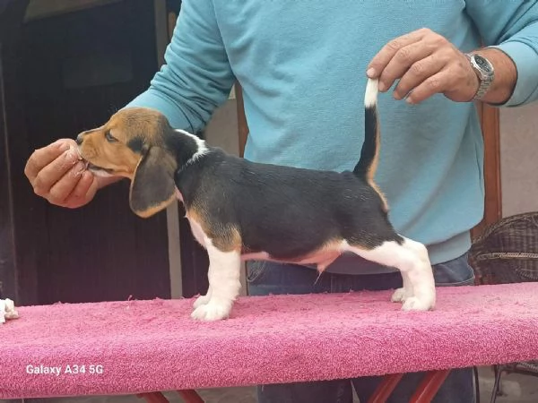 Beagle Cuccioli  | Foto 4
