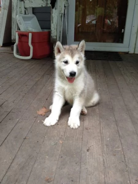 Alaskan matamute  | Foto 0