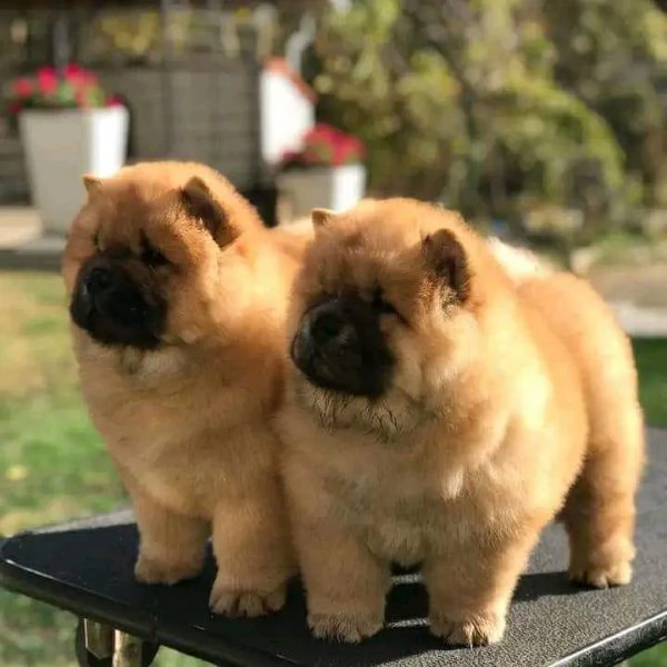 Chow chow 