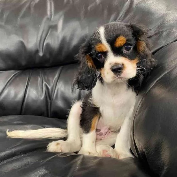 Vendita cuccioli di Cavalier King Charles Spaniel