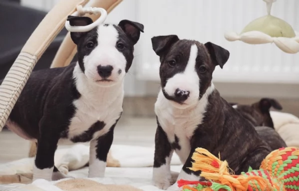 Bull terrier cuccioli pronti per l'adozione