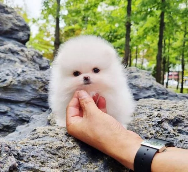 Vendo due simpatici cuccioli di Pomerania Teacup