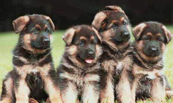 Pastore Tedesco cuccioli