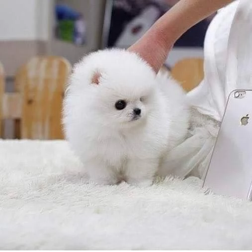 regalo cuccioli volpino della pomerania con pedigree