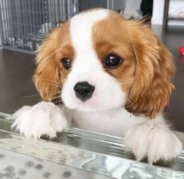 Regalo Bellissimo Cuccioli di cavalier King con Pedigree Enci