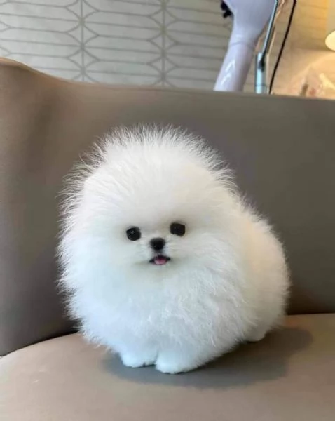 Cuccioli di Pomerania mini toy.