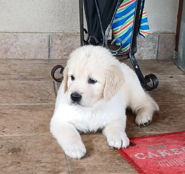 Bellissima cucciola di Golden retriever