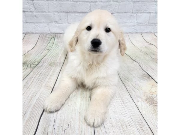Bellissima cucciola di Golden retriever | Foto 0