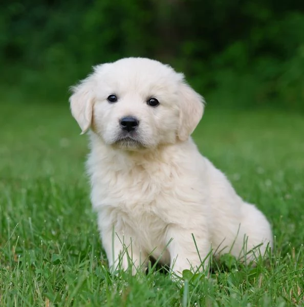 Cuccioli di Golden Retriever Americano 100% | Foto 0
