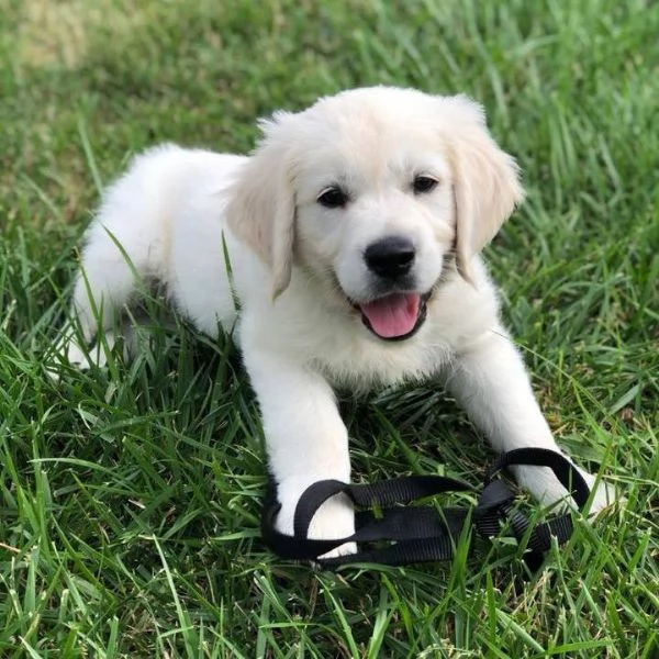 Cuccioli di Golden Retriever Americano 100%