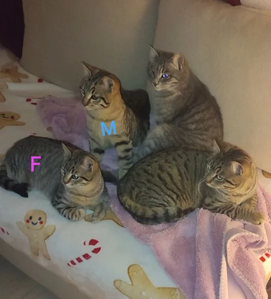 Due gatti maschio e femmina | Foto 5