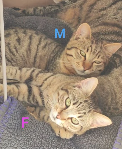 Due gatti maschio e femmina | Foto 4