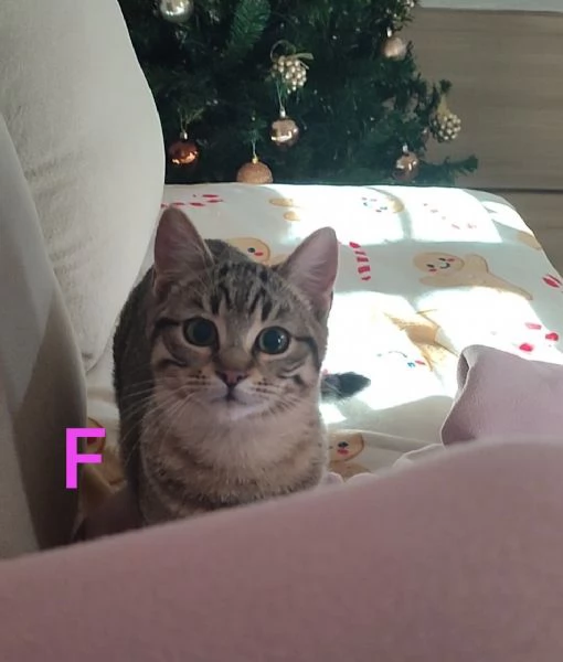 Due gatti maschio e femmina