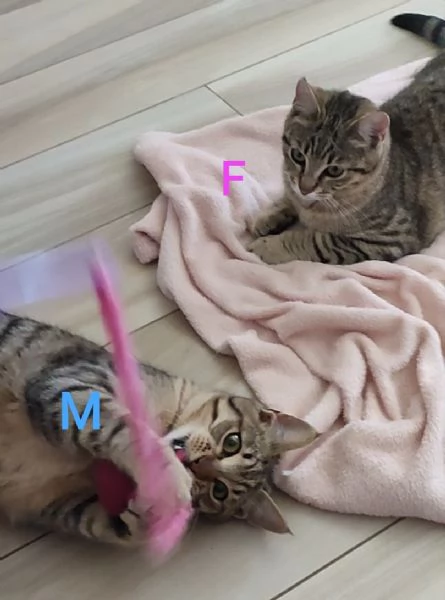 Due gatti maschio e femmina | Foto 3