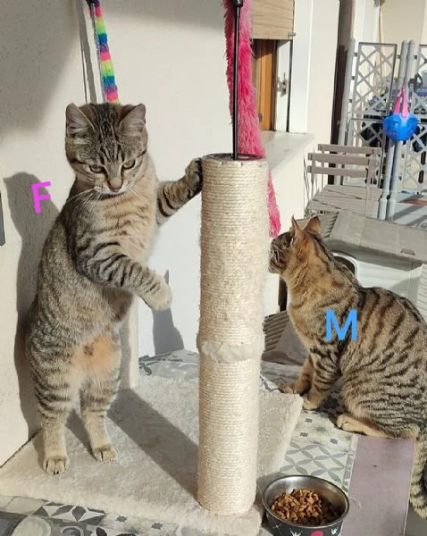 Due gatti maschio e femmina | Foto 2