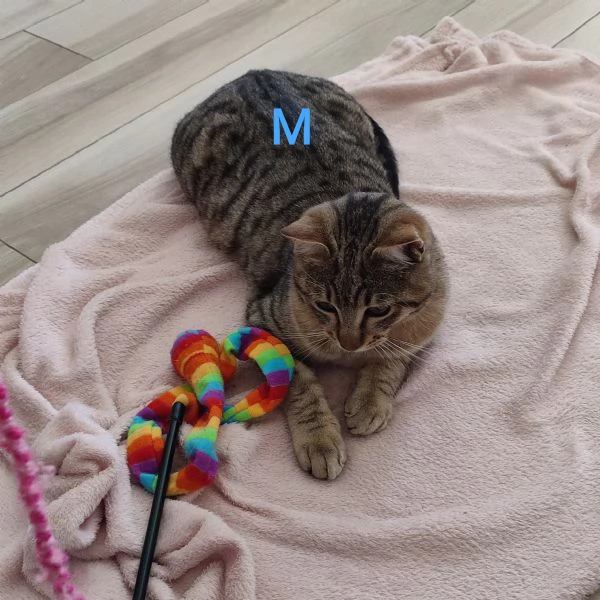 Due gatti maschio e femmina | Foto 1