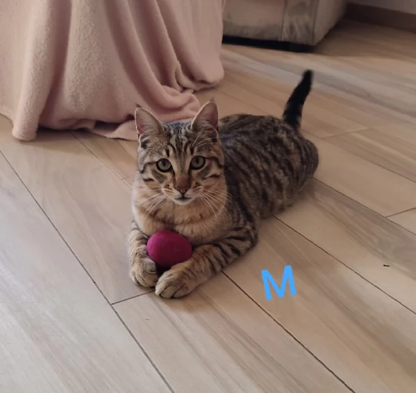 Due gatti maschio e femmina | Foto 0