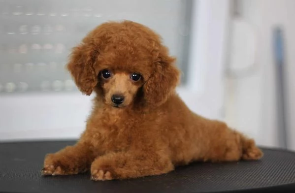 Barboncino cuccioli in vendita