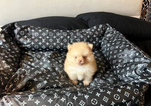 Regala dei cuccioli di Volpino Pomerania | Foto 2