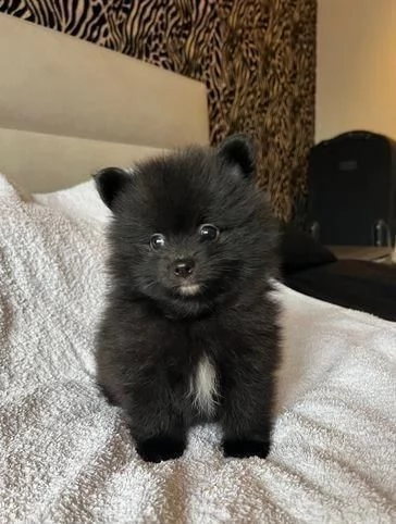 Regala dei cuccioli di Volpino Pomerania | Foto 1